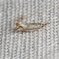 Thema macroscia (A Concealer moth (Chezala group) at Harrison, ACT - 15 Oct 2025 by DPRees125