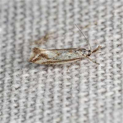 Thema macroscia (A Concealer moth (Chezala group) at Harrison, ACT - 15 Oct 2025 by DPRees125