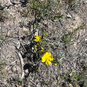 Unverified Plant at Googong, NSW - Today by wadef