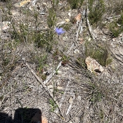 Wahlenbergia sp. (Bluebell) at Googong, NSW - 16 Oct 2025 by wadef