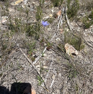 Unverified Plant at Googong, NSW - Today by wadef