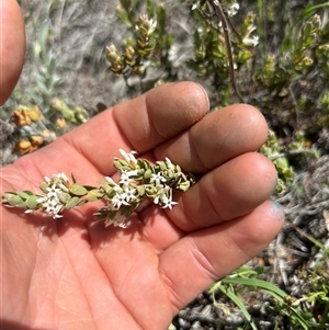 Unverified Plant at Googong, NSW - Today by wadef
