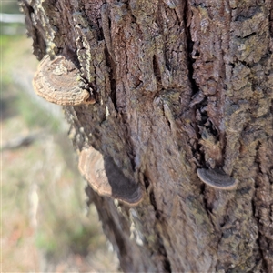 Unverified Pored or somewhat maze-like on underside [bracket polypores] at Kenny, ACT - Today by HappyWanderer