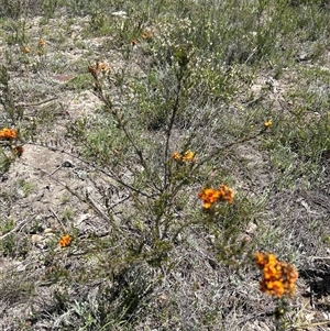 Dillwynia sericea at Googong, NSW - Today by wadef