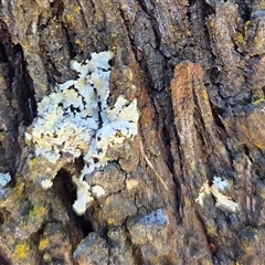 Unverified Lichen at Kenny, ACT - 16 Oct 2025 by HappyWanderer
