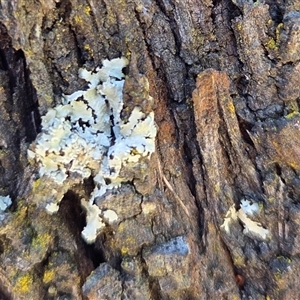 Unverified Lichen at Kenny, ACT - Today by HappyWanderer