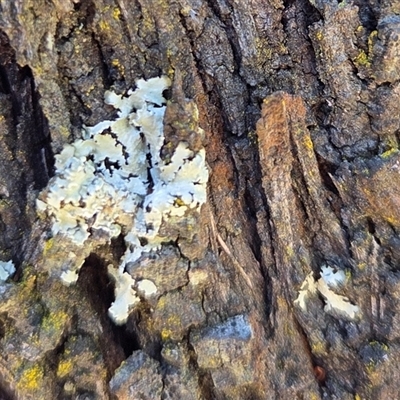 Unverified Lichen at Kenny, ACT - 16 Oct 2025 by HappyWanderer