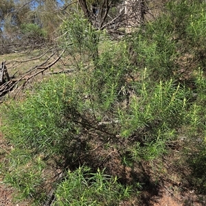 Cassinia (genus) at Kenny, ACT - Today by HappyWanderer
