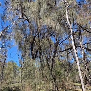 Casuarina/Allocasuarina sp. at Kenny, ACT - Today by HappyWanderer