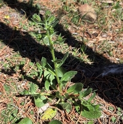 Echium plantagineum (Paterson's Curse) at Kenny, ACT - 16 Oct 2025 by HappyWanderer