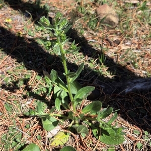 Unverified Plant at Kenny, ACT - Today by HappyWanderer