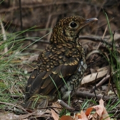 Zoothera lunulata at Kambah, ACT - 2 Oct 2025 by Caric
