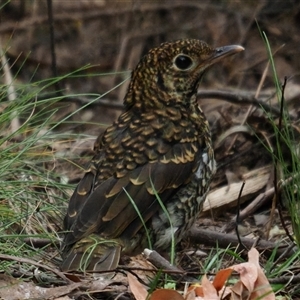 Zoothera lunulata at Kambah, ACT - 2 Oct 2025 by Caric