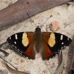 Vanessa itea (Yellow Admiral) at Kambah, ACT - 2 Oct 2025 by Caric