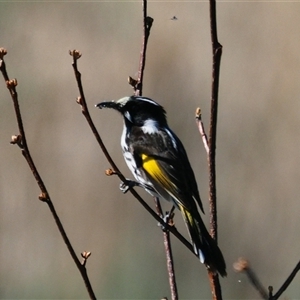 Phylidonyris novaehollandiae at Fyshwick, ACT - Today by Caric
