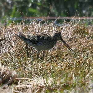 Gallinago hardwickii at Fyshwick, ACT - Today by Caric