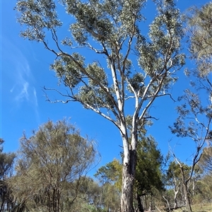 Eucalyptus dives at Kenny, ACT - Today by HappyWanderer