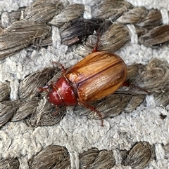 Melolonthinae (subfamily) (Cockchafer) at Dunbogan, NSW - 16 Oct 2025 by LPW