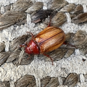 Unverified Beetle (Coleoptera) at Dunbogan, NSW - Today by LPW