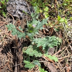 Carduus pycnocephalus (Slender Thistle) at Watson, ACT - 16 Oct 2025 by HappyWanderer