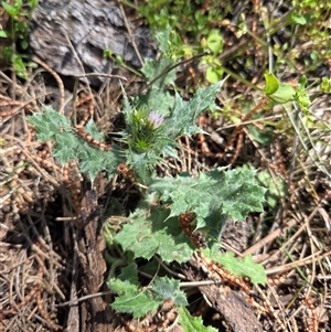 Unverified Other Wildflower or Herb at Watson, ACT - Today by HappyWanderer