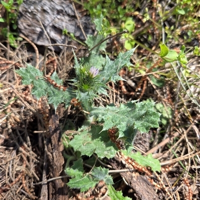 Carduus pycnocephalus (Slender Thistle) at Watson, ACT - 16 Oct 2025 by HappyWanderer