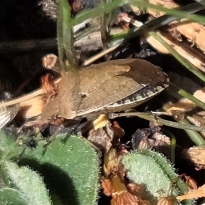 Unverified True bug (Hemiptera, Heteroptera) at Kenny, ACT - Today by HappyWanderer
