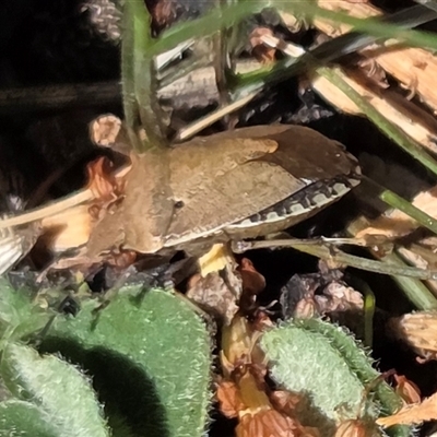 Dictyotus sp. (genus) at Kenny, ACT - 16 Oct 2025 by HappyWanderer