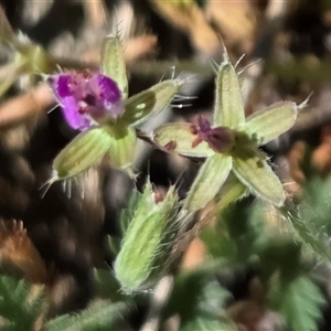 Unverified Other Wildflower or Herb at Kenny, ACT - Today by HappyWanderer