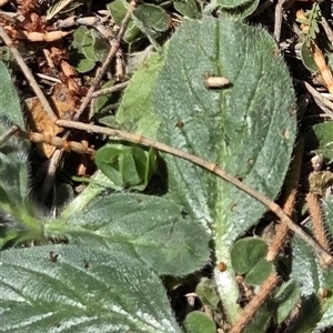 Unverified Other Wildflower or Herb at Kenny, ACT - Today by HappyWanderer