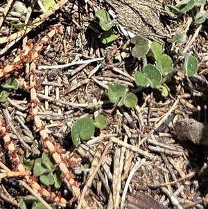 Unverified Plant at Watson, ACT - Today by HappyWanderer