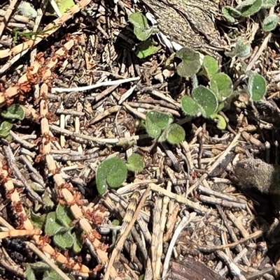Dichondra repens (Kidney Weed) at Watson, ACT - 16 Oct 2025 by HappyWanderer