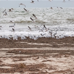 Chroicocephalus novaehollandiae at Glenelg, SA - 20 Sep 2025 by AlisonMilton