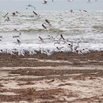 Chroicocephalus novaehollandiae at Glenelg, SA - 20 Sep 2025 by AlisonMilton