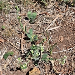 Hackelia suaveolens (Sweet Hounds Tongue) at Kenny, ACT - 16 Oct 2025 by HappyWanderer