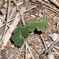 Hydrocotyle laxiflora (Stinking Pennywort) at Kenny, ACT - 16 Oct 2025 by HappyWanderer