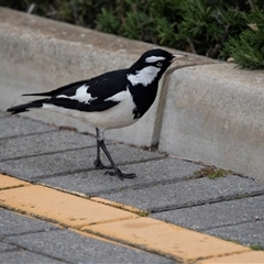 Grallina cyanoleuca (Magpie-lark) at Glenelg, SA - 20 Sep 2025 by AlisonMilton