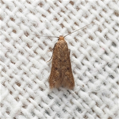 Tachystola (genus) by DPRees125