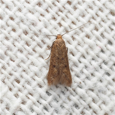 Tachystola (genus) at  - suppressed by DPRees125