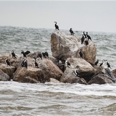 Phalacrocorax sulcirostris at Glenelg, SA - 20 Sep 2025 by AlisonMilton