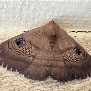 Dasypodia selenophora at Kambah, ACT - Today by LineMarie