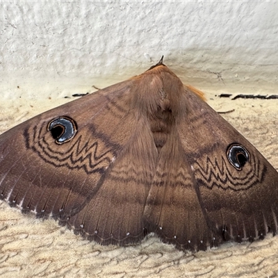 Dasypodia selenophora (Southern old lady moth) at Kambah, ACT - 16 Oct 2025 by LineMarie
