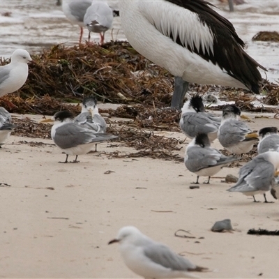 Chroicocephalus novaehollandiae at Glenelg, SA - 20 Sep 2025 by AlisonMilton