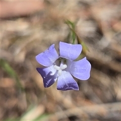 Wahlenbergia sp. (Bluebell) at Kenny, ACT - 16 Oct 2025 by HappyWanderer