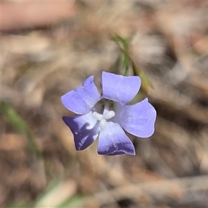 Wahlenbergia sp. at Kenny, ACT - Today by HappyWanderer