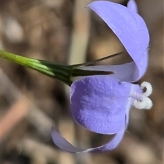 Wahlenbergia sp. at Kenny, ACT - 16 Oct 2025 10:47 AM