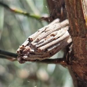 Unverified Moth (Lepidoptera) at Kenny, ACT - Today by HappyWanderer