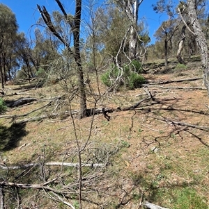 Unverified Other Tree at Kenny, ACT - Today by HappyWanderer
