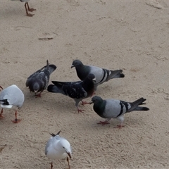 Columba livia (Rock Dove (Feral Pigeon)) at Glenelg, SA - 20 Sep 2025 by AlisonMilton
