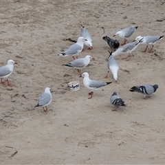 Chroicocephalus novaehollandiae (Silver Gull) at Glenelg, SA - 20 Sep 2025 by AlisonMilton